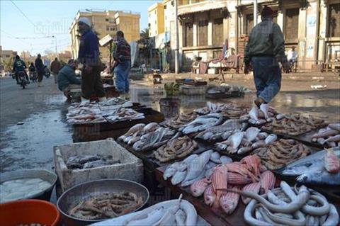 أزمة فى «التموين» بعد توقف «الثورة السمكية» عن إمداد الوزارة بالأسماك